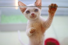 인천 고양이분양 혈통있는 고양이카페 루하