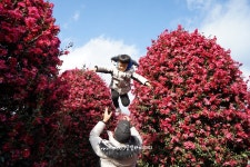 제주 동백 군락지 