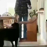 멍멍이용 식탁