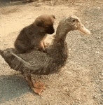 멍멍이 탈것