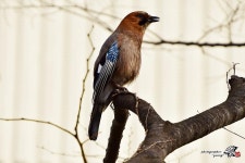 동남풍 바람아 불어라!