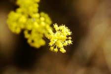 산수유꽃 탐미하다 ㅡ포토포엠/호미숙