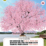 강릉 벚꽃축제 경포벚꽃잔치 2019 경포대