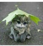 냥이
