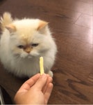 안 먹어