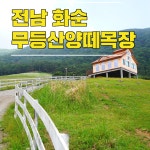전남 광주근교 가볼만한곳 화순 무등산 양떼목장