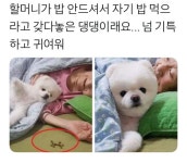 라이언 효심