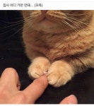 꼬옥