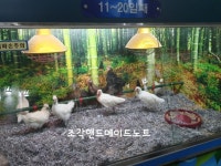 군산여행 (초원사진관 /금강철새조망대)