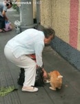 냥이 밥