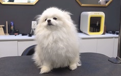 3천만뷰 돌파한 댕댕이 2마리