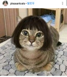 단발냥