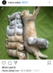 냥이