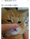 냥이