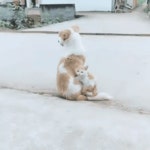 멍뭉이와 냥