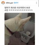 사료