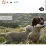 다정한 양치기 개