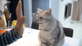 하이파이브 하는 냥이