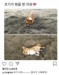 코기