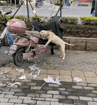 주인 오토바이를 물어뜯는 멍멍이