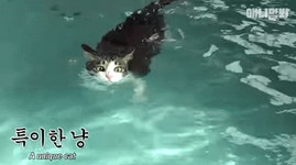 수영이 제일 쉬워요~
