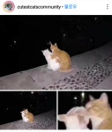 냥이의 데이트