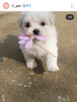 꽃개