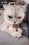 구르밍 해주는 냥이