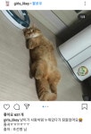 잠든 냥