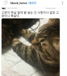 냥이