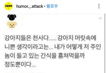 천사강아지