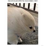 바람많이부는날 산책 나갔던 댕댕이 근황