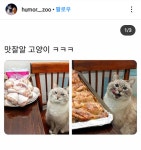 맛을 아는 냥