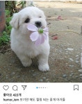 꽃개