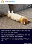아기 냥 잠