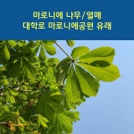 마로니에 나무/열매/대학로 마로니에공원 유래