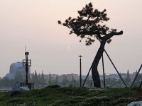 소나무가 있는 풍경