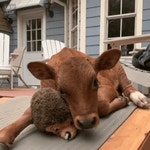 인형 갖고 노는 소