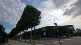 세상에 이런일이! 이런 나무 봤어? 잠실종합운동장 가로수가 사각형??!!