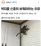 벽지