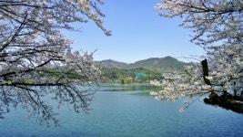 제천 여행 의림지 봄나들이 한국관광100선