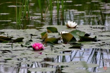 초여름에 만나는 들꽃향기