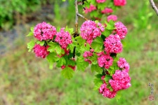 초여름에 만나는 들꽃향기