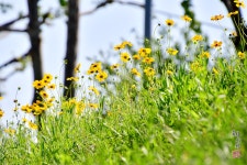 초록색 들판 야생화 꽃동산