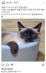 냥이