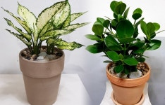 꽃배달 - 플라워119꽃배달서비스 - 푸른꽃화원, 대구광역시남구 카테고리 꽃다발 , 꽃배달, 꽃선물, 전국꽃배달서비스,맞춤꽃배달,꽃, 꽃집... 