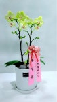 꽃배달서비스 - 플라워119꽃배달서비스 - [플라워119본부, 서울특별시강남구]] 카테고리[꽃다발]