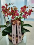 꽃배달 - 플라워119꽃배달서비스 - 플라워119본부, 서울특별시강남구  카테고리 꽃다발 , 꽃배달, 꽃선물, 전국꽃배달서비스,맞춤꽃배달,꽃, 꽃집... 
