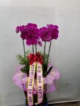 평택예인 꽃 화원, 경기도평택시 꽃배달 - 플라워119꽃배달서비스 - 카테고리 꽃다발 , 꽃배달, 꽃선물, 전국꽃배달서비스,맞춤꽃배달,꽃, 꽃집... 