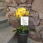 플로라현, 경상남도창원시 의창구 꽃배달 - 플라워119꽃배달서비스 - 카테고리 꽃다발 , 꽃배달, 꽃선물, 전국꽃배달서비스,맞춤꽃배달,꽃, 꽃집... 